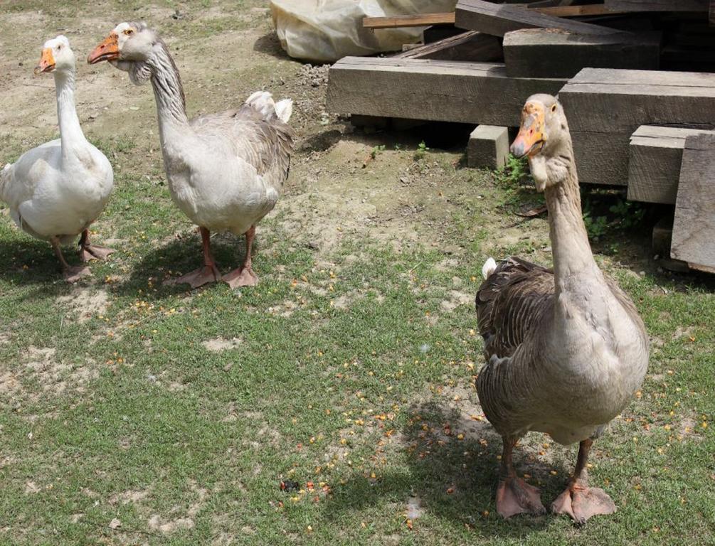 Гостевой дом Rural Tourism Family Ravlic Muzilovcica Экстерьер фото